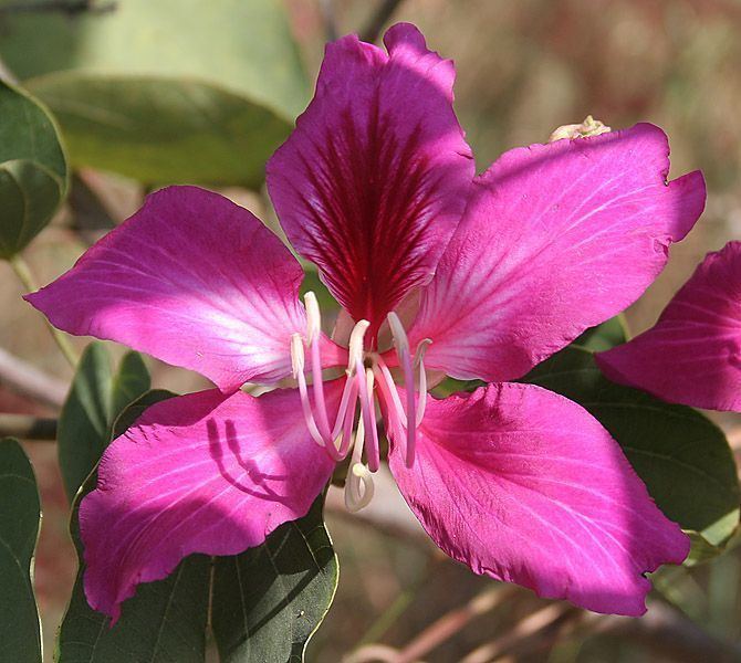 Bauhinia 1000 images about Bauhinia flowers on Pinterest Trees Hong kong