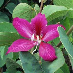 Bauhinia Bauhinia x blakeana at San Marcos Growers