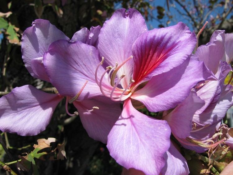 Bauhinia mgonlinecommediaImagesbbauhiniapurpurea02jpg