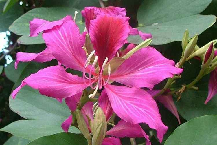 Bauhinia Bauhinia variegata