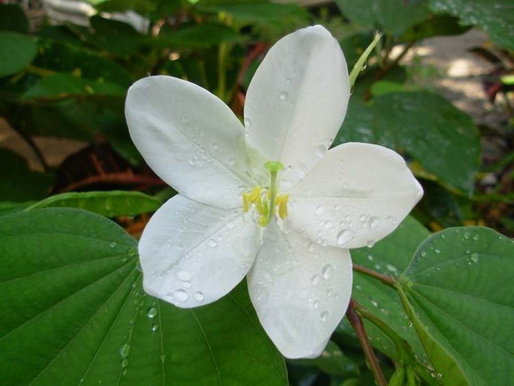 Bauhinia acuminata Bauhinia acuminata Hortipedia