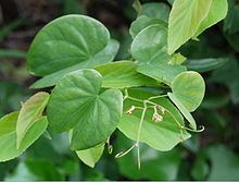 Bauhinia japonica httpsuploadwikimediaorgwikipediacommonsthu