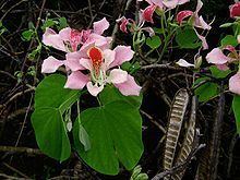 Bauhinia monandra httpsuploadwikimediaorgwikipediacommonsthu