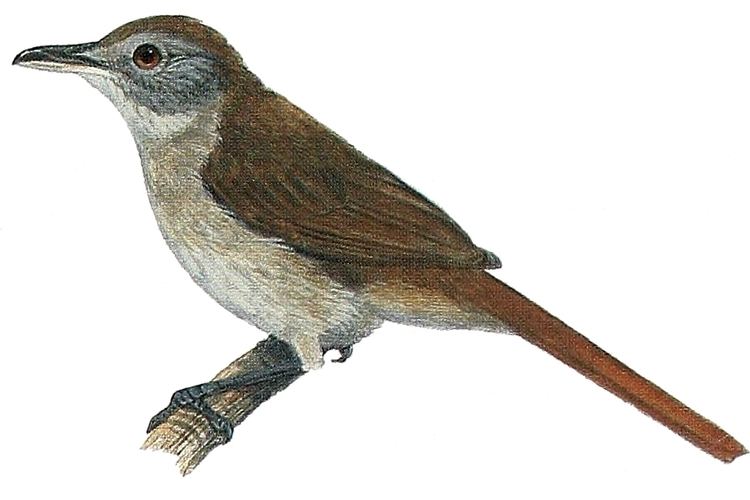 Baumann's olive greenbul