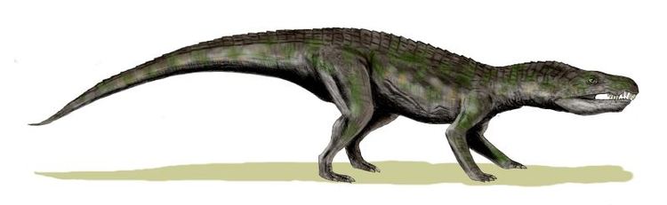 Baurusuchus FileBaurusuchus BWjpg Wikimedia Commons