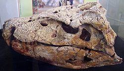 Baurusuchus httpsuploadwikimediaorgwikipediacommonsthu