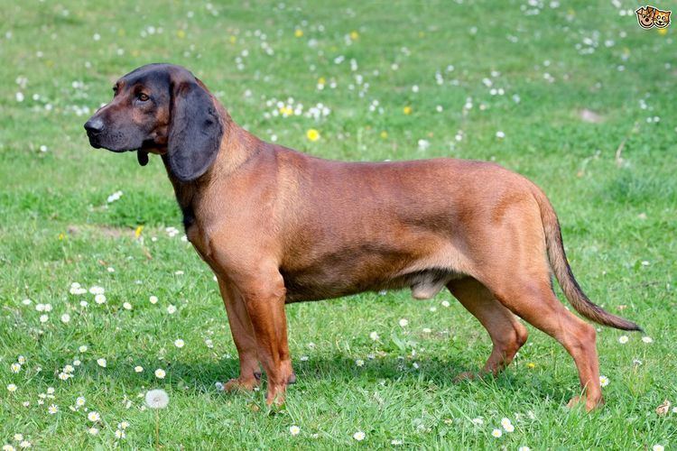 Bavarian Mountain Hound Bavarian Mountain Hound Dog Breed Information Facts Photos Care