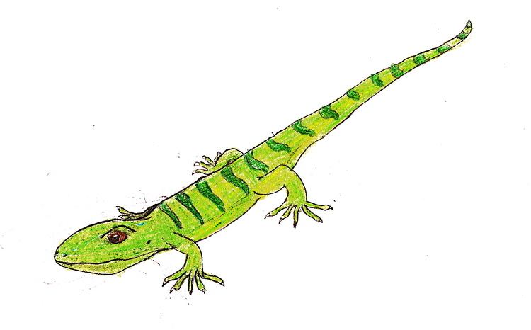 Bavarisaurus FileBavarisaurus EFjpg Wikimedia Commons