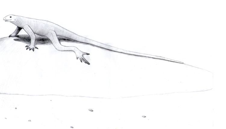 Bavarisaurus Bavarisaurus Wikipedia