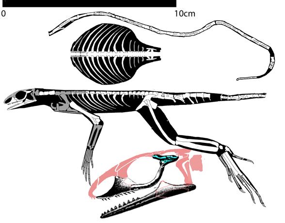 Bavarisaurus wwwreptileevolutioncomimageslepidosauromorpha