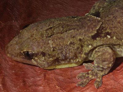 Bavayia Tremper39s Lizard Ranch