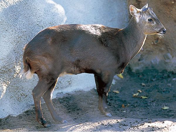 Bawean deer Bawean DeerEndangered animals listOur endangered animals KONICA
