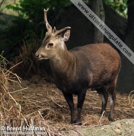 Bawean deer Bawean deer Axis kuhlii Quick facts