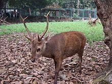 Bawean deer httpsuploadwikimediaorgwikipediacommonsthu