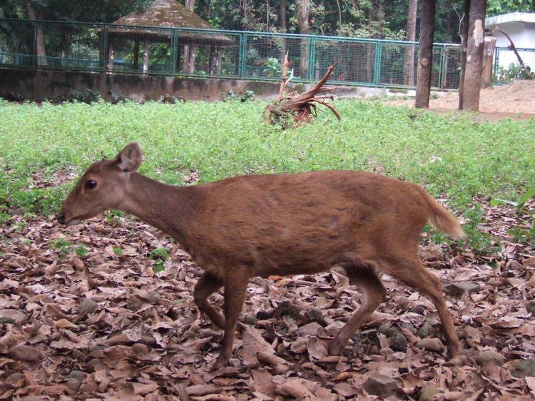 Bawean deer FileBawean deer Axis kuhliiJPG Wikimedia Commons