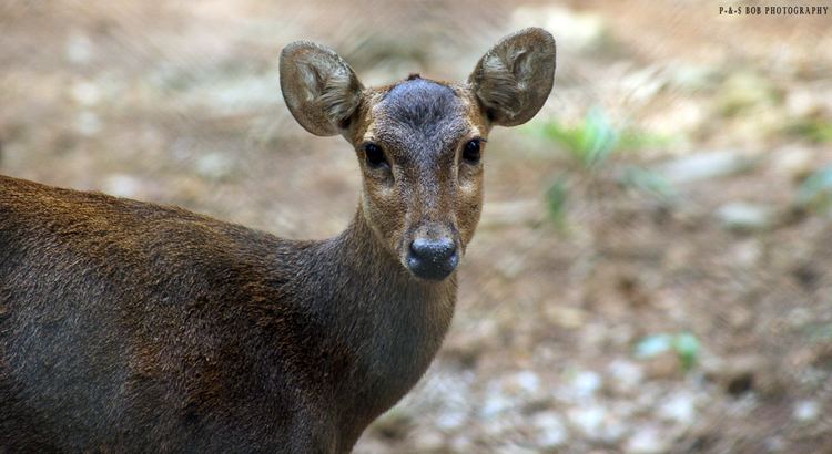 Bawean deer FileBawean Deer Axis kuhliijpg Wikimedia Commons