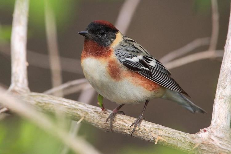 Bay-breasted warbler Baybreasted Warbler quotDendroica castaneaquot Boreal Songbird Initiative