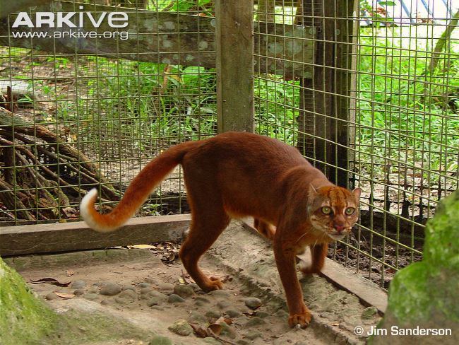 Bay cat Borneo bay cat videos photos and facts Pardofelis badia ARKive