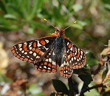 Bay checkerspot butterfly httpsuploadwikimediaorgwikipediacommonsthu