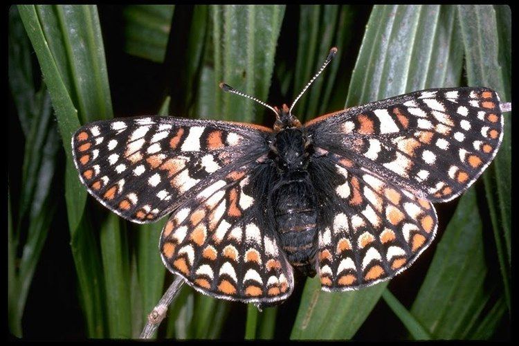 Bay checkerspot butterfly Climate change will leave Edith39s checkerspot butterflies out of