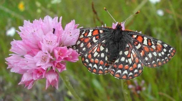 Bay checkerspot butterfly Bay Checkerspot Butterfly Conservation Creekside Center for Earth