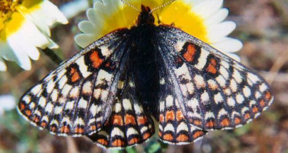 Bay checkerspot butterfly Kids39 Species Information Bay Checkerspot Butterfly