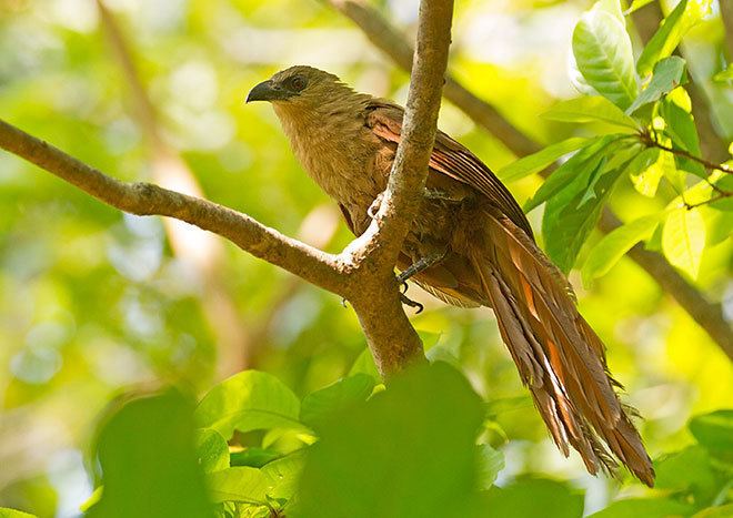 Bay coucal Oriental Bird Club Image Database Bay Coucal Centropus celebensis