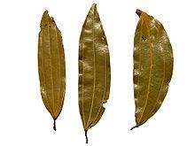 Bay leaf Bay leaf Wikipedia