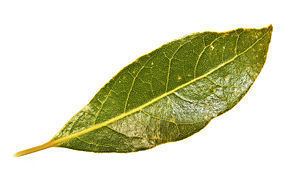 Bay leaf Bay leaf Simple English Wikipedia the free encyclopedia