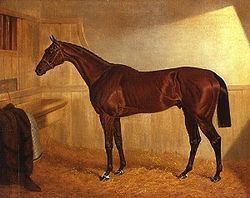 Bay Middleton (horse) httpsuploadwikimediaorgwikipediacommonsthu