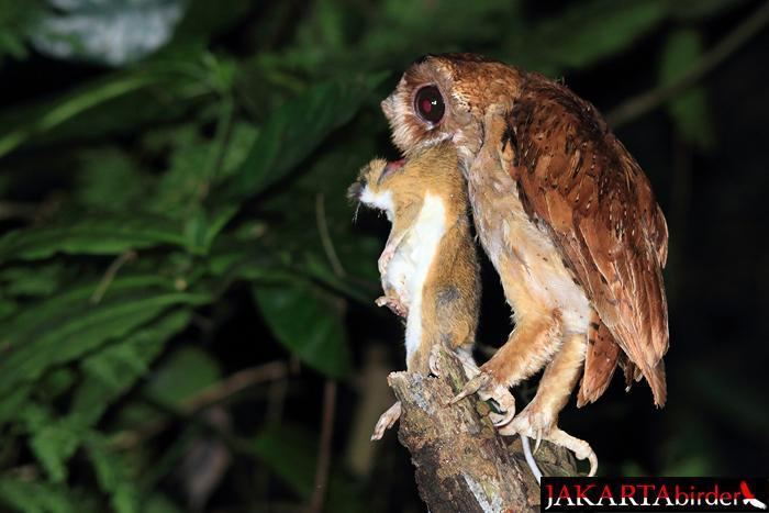 Bay owl Oriental Bayowl Phodilus badius videos photos and sound