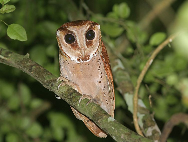 Bay owl Oriental Bay Owl Phodilus badius Picture 4 of 4 The Owl Pages