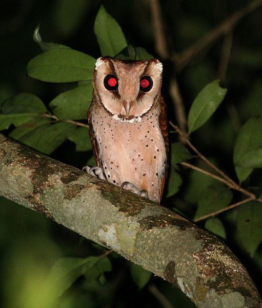 Bay owl Oriental Bird Club Image Database Bay Owl Phodilus badius