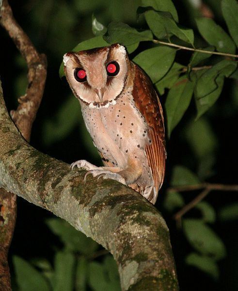 Bay owl Oriental Bird Club Image Database Photographers