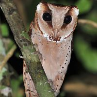 Bay owl Oriental Bay Owl Phodilus badius Information Pictures Sounds