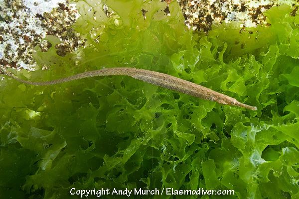 Bay pipefish Bay Pipefish Pictures images of Sygnathus