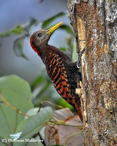 Bay woodpecker orientalbirdimagesorgimagesdatabaywoodpecker3