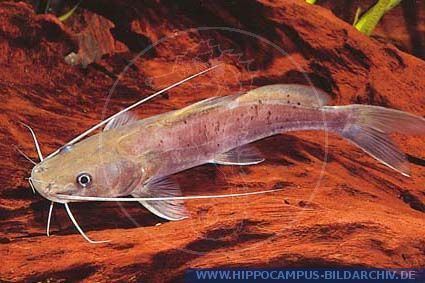 Bayad Bagrus bajad ubangensis alias Bajad spiny catfish Hippocampus