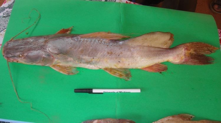Bayad Tsammalex Bagrus bajad Silver catfish
