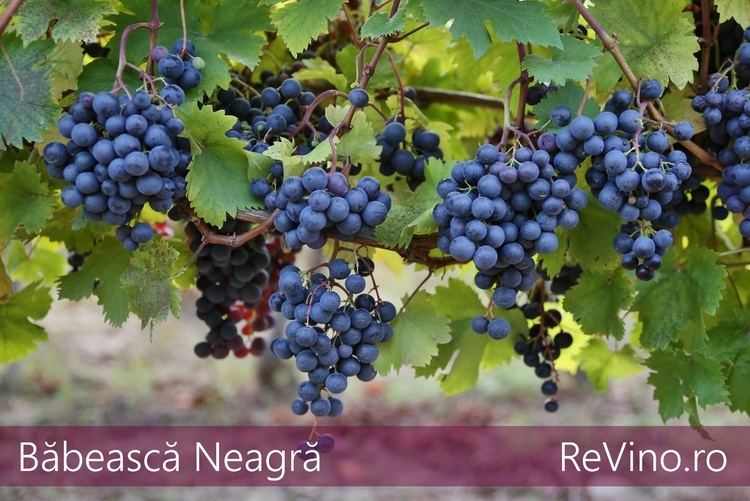 Băbească neagră Babeasca Neagra Grape varieties