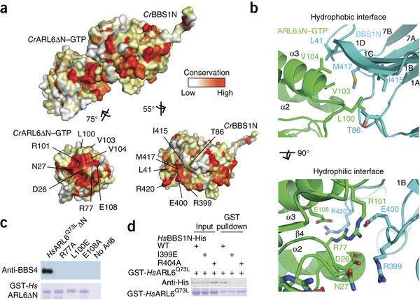 BBSome Structural basis for membrane targeting of the BBSome by ARL6