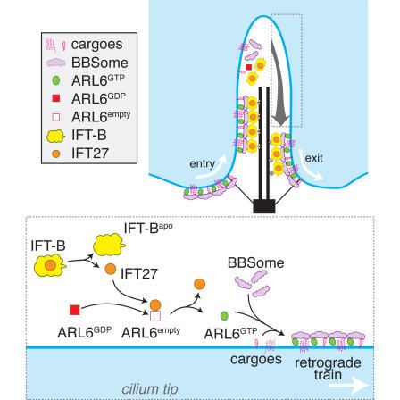 BBSome The Intraflagellar Transport Protein IFT27 Promotes BBSome Exit from