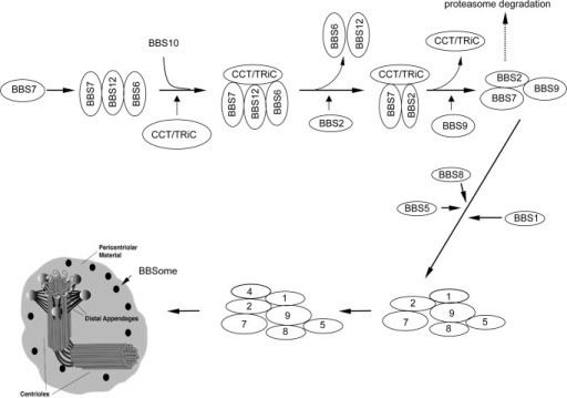 BBSome Intrinsic proteinprotein interactions and chaperonin m Openi
