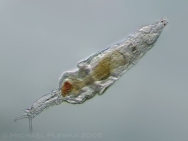 Bdelloidea Rotifers of Germany and adjoining countries Rotaria neptunoida