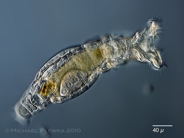 Bdelloidea Rotifers of Germany and neighbouring countries Philodina vorax