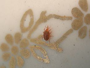 Bdelloidea (mites) httpsuploadwikimediaorgwikipediacommonsthu