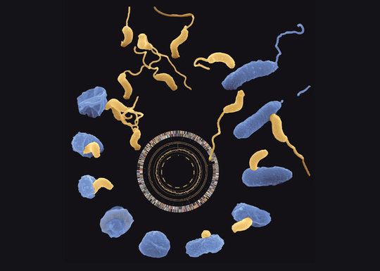 Bdellovibrio A Killer Microbe as a Living Antibiotic Max Planck Society