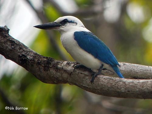 Beach kingfisher BirdQuest The Ultimate in Birding Tours
