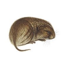 Beach vole - Alchetron, The Free Social Encyclopedia