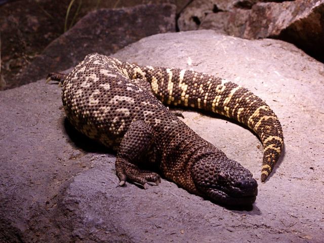 Beaded lizard 31113 Mexican Beaded Lizard from Ron39s Reptile Series Ron39s